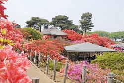 つつじが岡公園